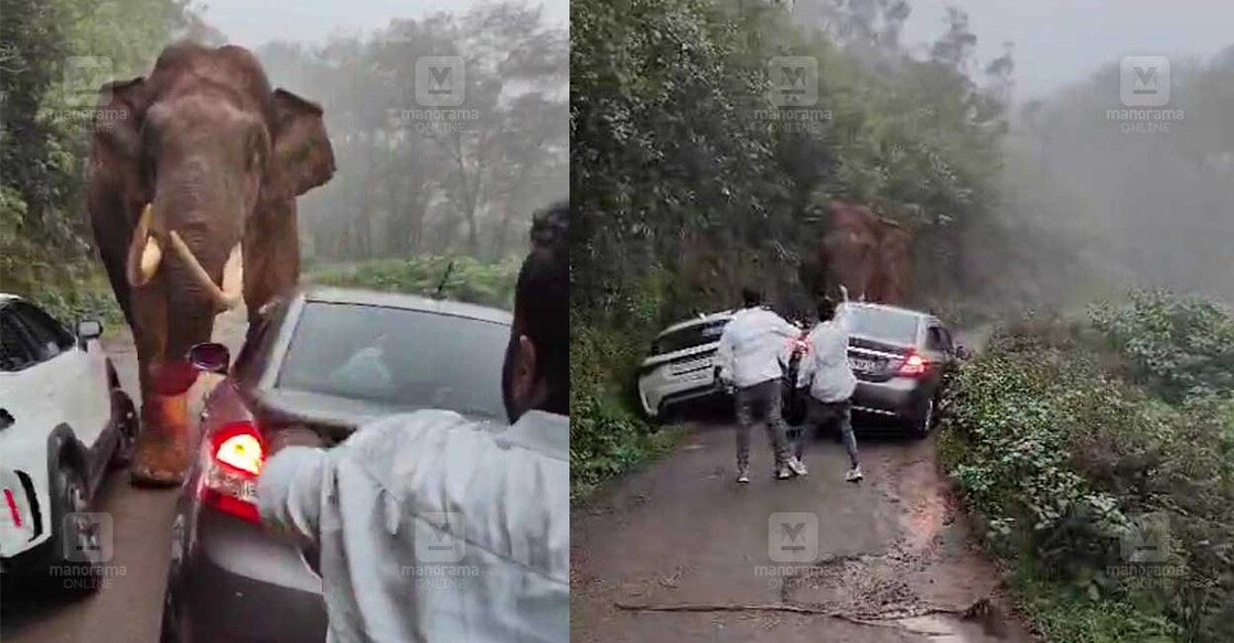 പടയപ്പയെ കാറുകളിട്ട് തടയാൻ ശ്രമിക്കുന്ന യുവാക്കൾ.