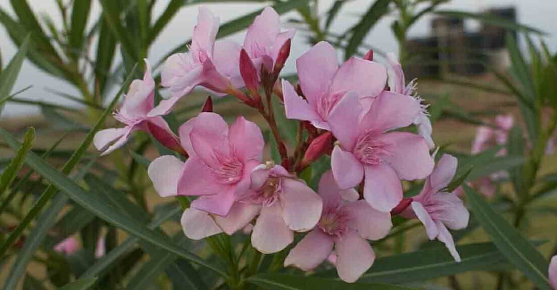 arali arali