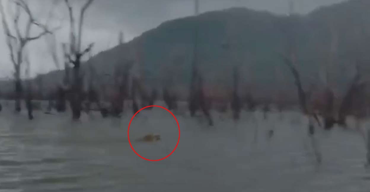 ബാണാസുര സാഗർ അണക്കെട്ടിന് സമീപം കടുവ; കണ്ടത് ബോട്ട് സവാരി ചെയ്‌ത വിനോദസഞ്ചാരികൾ