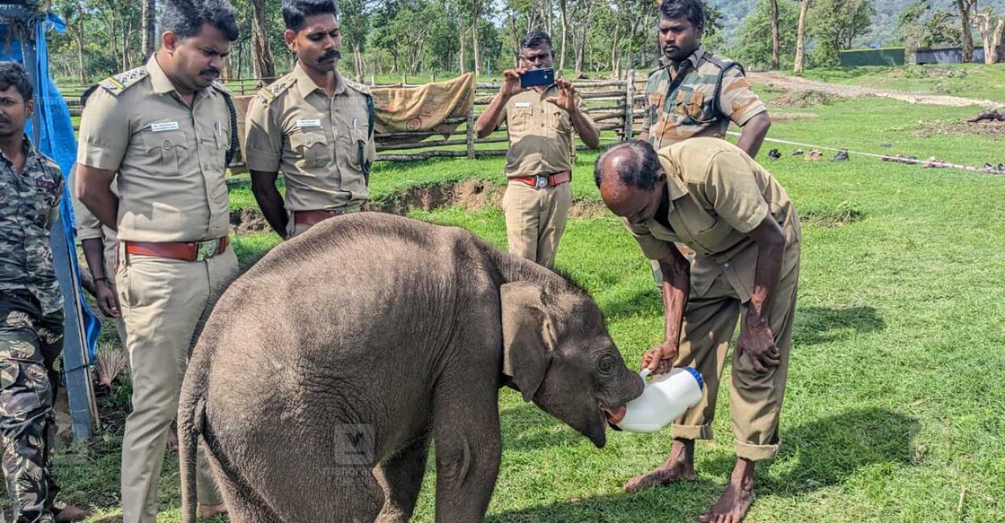 തെപ്പക്കാട് ആന പരിപാലന കേന്ദ്രത്തിൽ നിന്നുള്ള കാഴ്ച