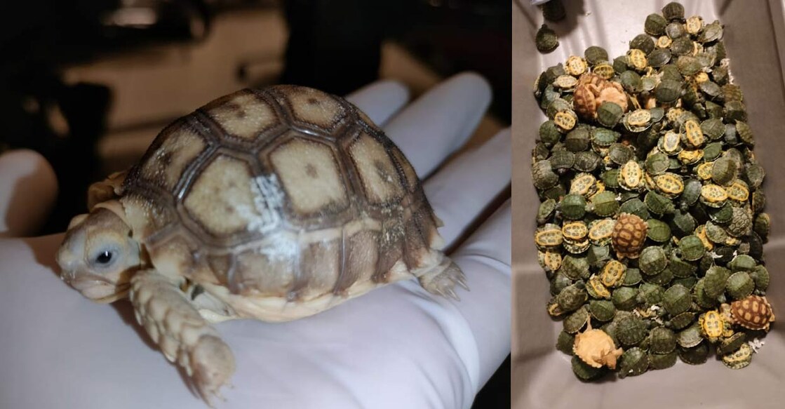 star-tortoise നക്ഷത്ര ആമ