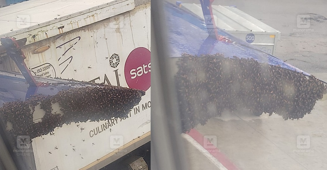 flight-honey-bee-attack flight-honey-bee-attack
