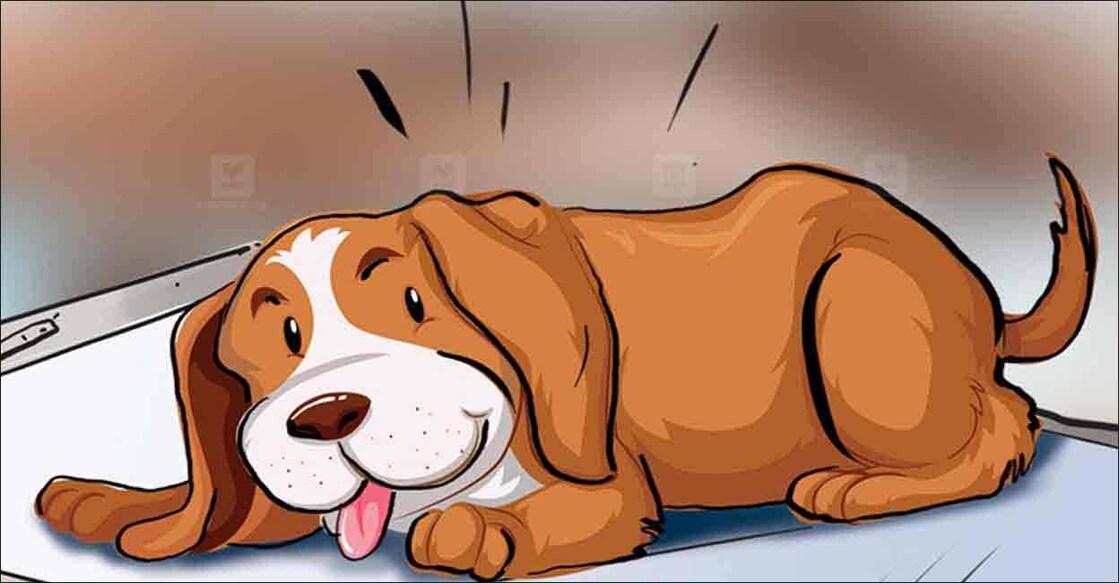 dog-representational-image