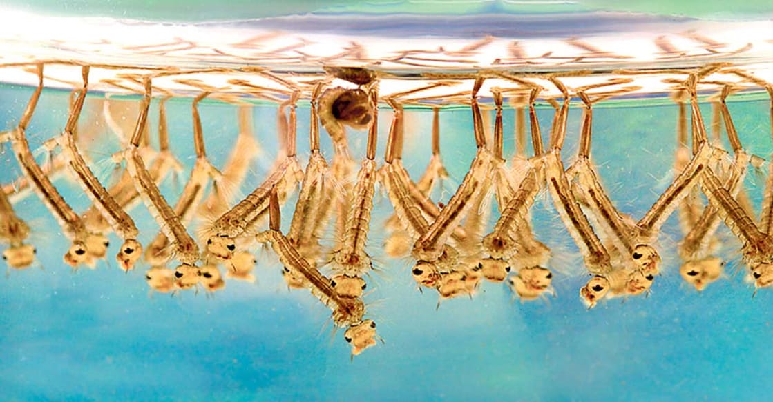 mosquito-larvae-wrigglers