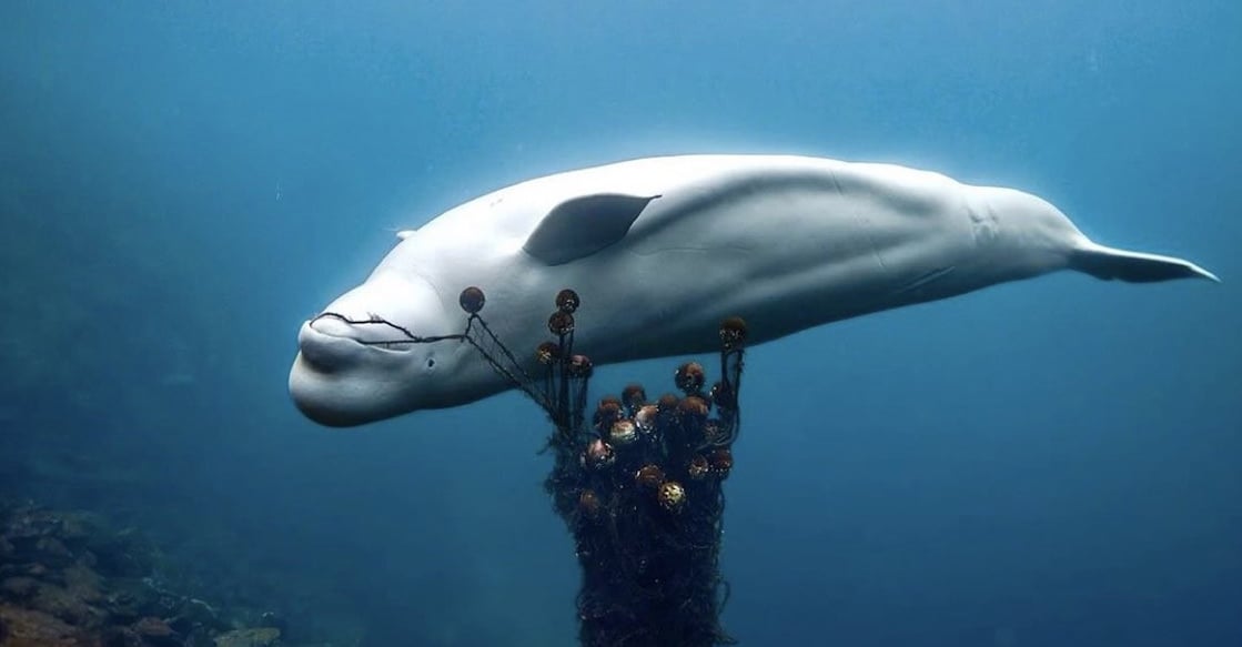 hvaldimir-spy-whale hvaldimir-spy-whale