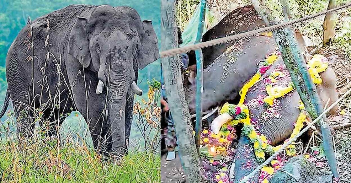 1) ചക്കക്കൊമ്പൻ (ഫയൽ ചിത്രം).  2) മുറിവാലൻ കൊമ്പനെ മറവു ചെയ്യുംമുൻപ് ആചാരപരമായ ചടങ്ങുകൾ നടത്തിയപ്പോൾ.   