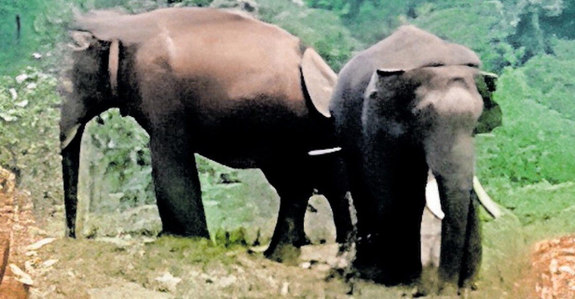 നയമക്കാട് എസ്റ്റേറ്റിനു സമീപം കന്നിമല ലോവർ ഡിവിഷനിലെ തേയിലത്തോട്ടത്തിൽ ഏറ്റുമുട്ടുന്ന പടയപ്പയും ഒറ്റക്കൊമ്പനും.   