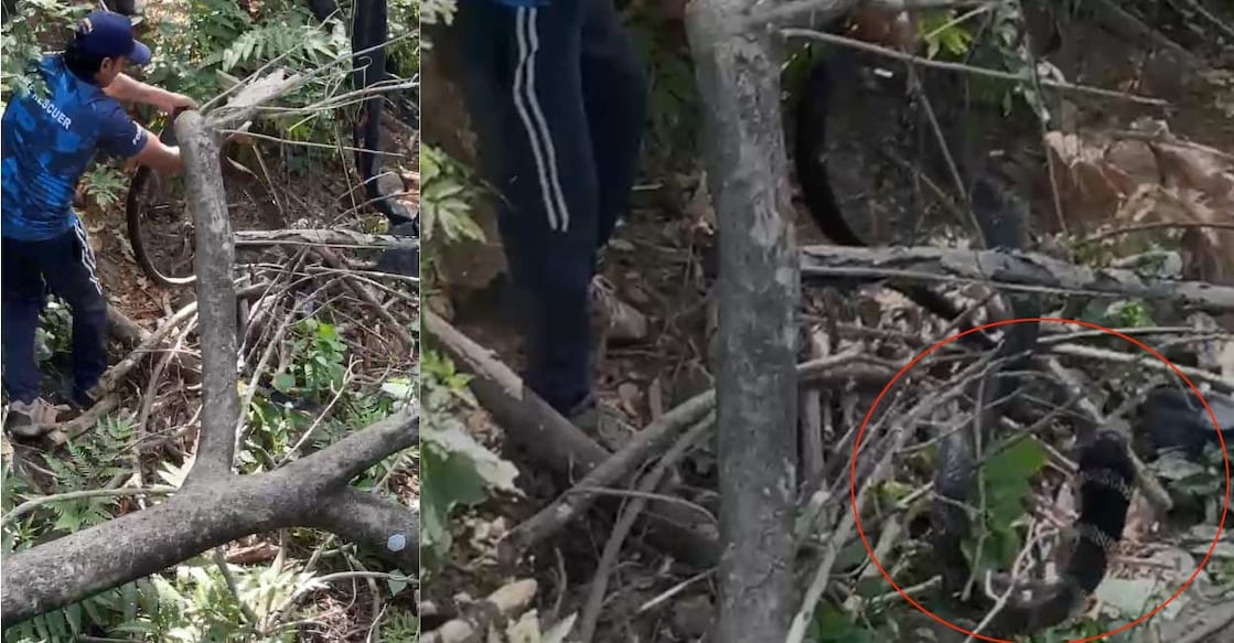 സന്നിധാനത്തു ഭസ്മക്കുളത്തിനു സമീപത്തുനിന്നു വനം വകുപ്പ് രാജവെമ്പാലയെ പിടികൂടുന്നു (Photo Special Arrangement)
