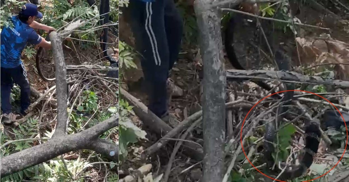 king-cobra-captured-near-sannidhanam സന്നിധാനത്തു ഭസ്മക്കുളത്തിനു സമീപത്തുനിന്നു വനം വകുപ്പ് രാജവെമ്പാലയെ പിടികൂടുന്നു (Photo Special Arrangement)