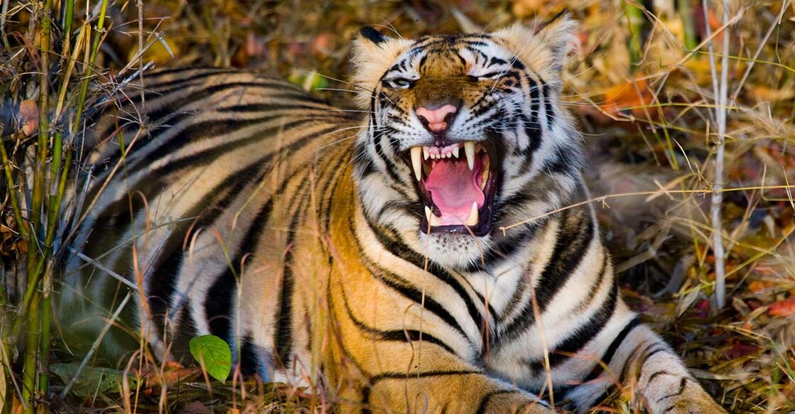 tiger-attack