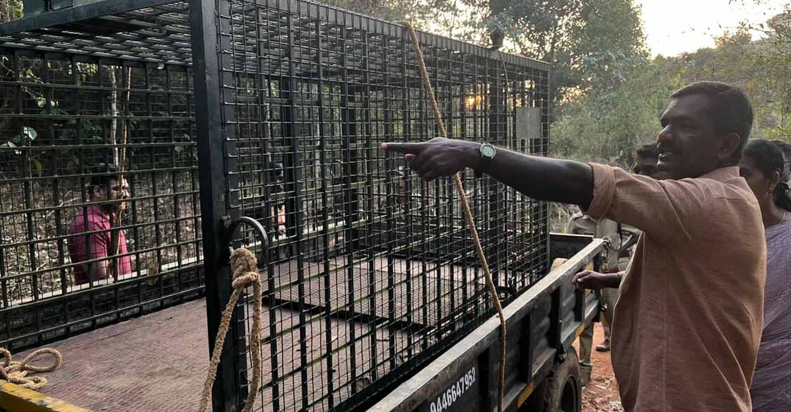 തലപ്പുഴയിൽ കടുവയെ പിടിക്കാൻ കൂട് എത്തിച്ചപ്പോൾ. (Photo Special Arrangement)