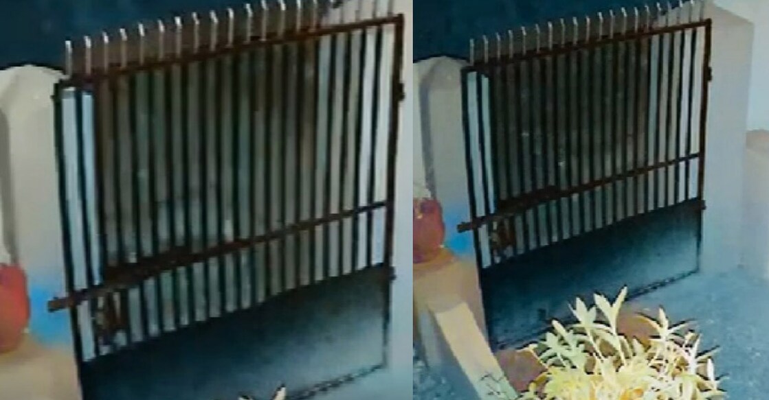 tiger-spotted-pathanamthitta