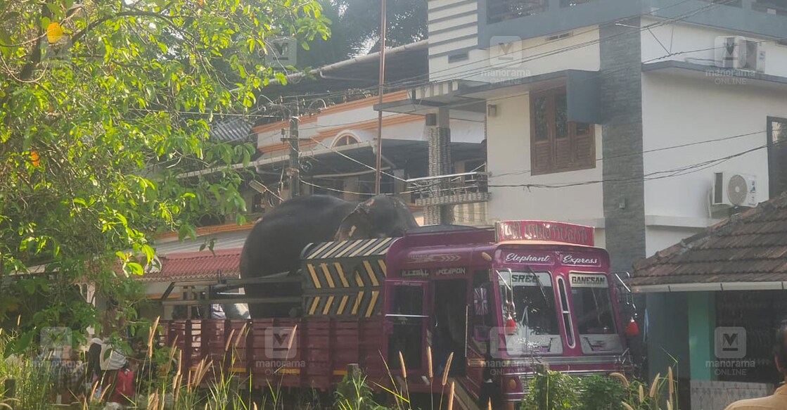 thrissur-elephant-attack