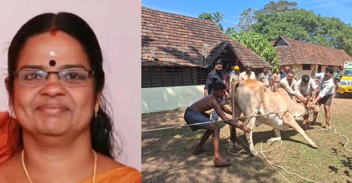 
ബിന്ദു കുമാരി,  കാളയെ ഫയര്‍ഫോഴ്‌സിന്റെയും ആനപാപ്പാന്റെയും സഹായത്തോടെ കുരുക്കിട്ട് പിടികൂടുന്നു