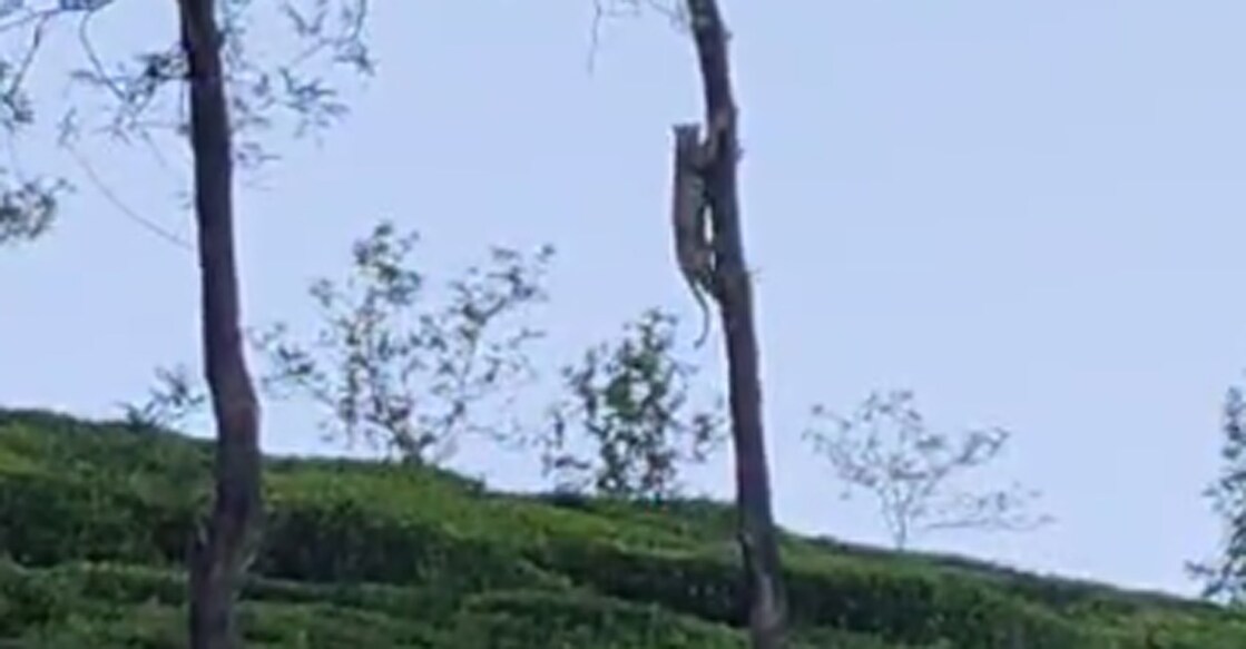 തേയില തോട്ടത്തിൽ മരത്തിന്റെ മുകളിൽ പുലി