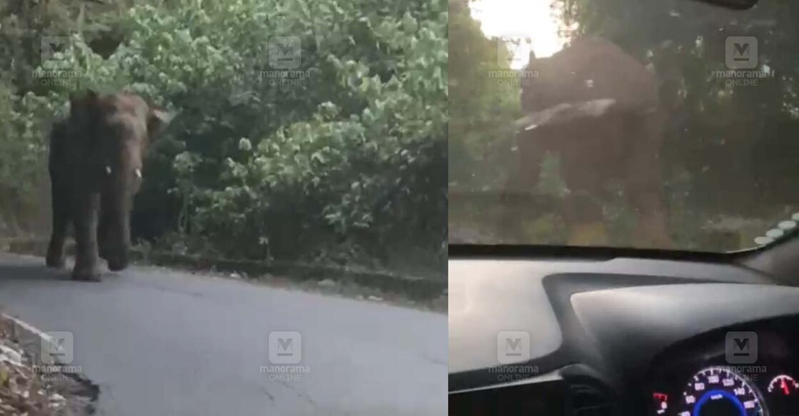 കാർ യാത്രക്കാർക്കു നേരെ ചിന്നംവിളിച്ച് പാഞ്ഞടുക്കുന്ന കാട്ടാന (Photo Arranged)