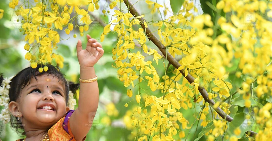 Konna-1 ചിത്രം: ആർ.എസ്.ഗോപൻ ∙ മനോരമ