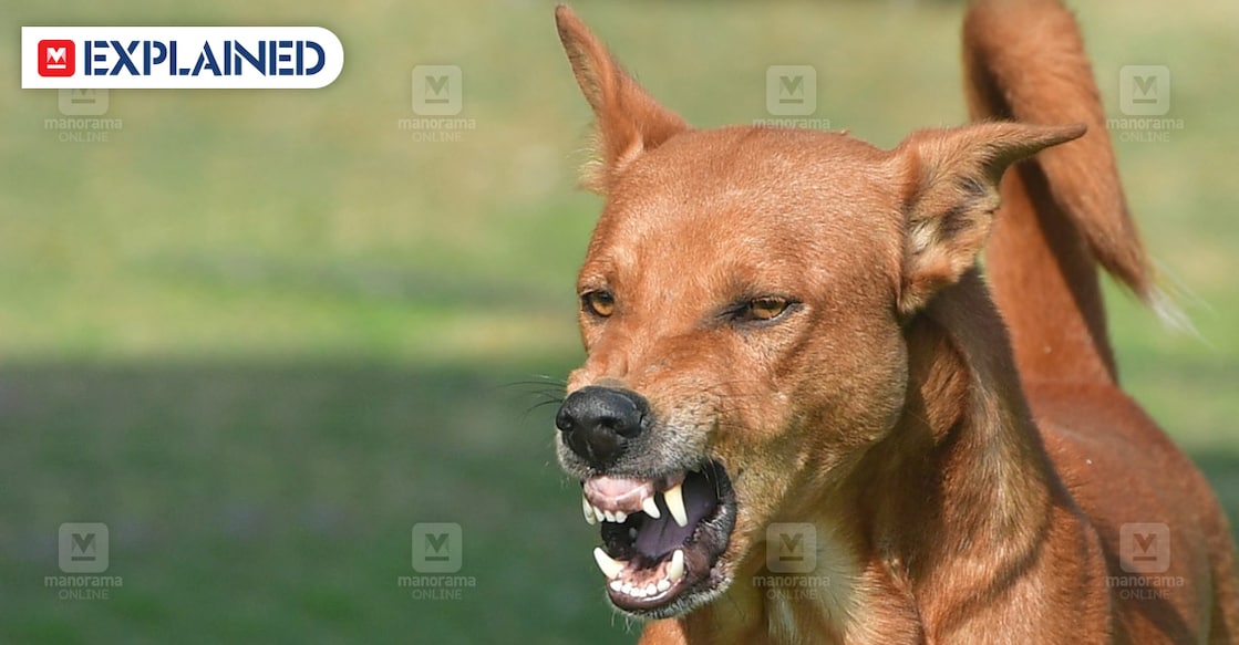stray-dog-explainer stray-dog-explainer
