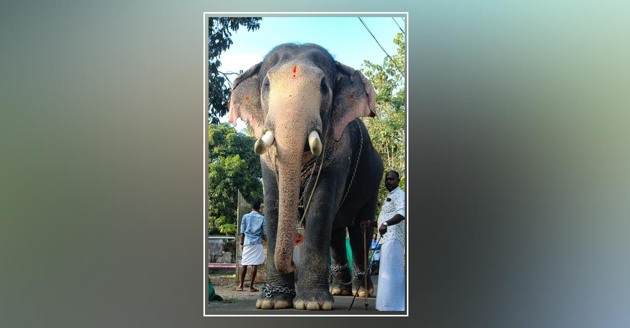 ഇടിമിന്നലേറ്റ് പ്രിയപ്പെട്ട ആന ചരിഞ്ഞു: കേരളക്കരയാകെ ദുഃഖത്തിൽ