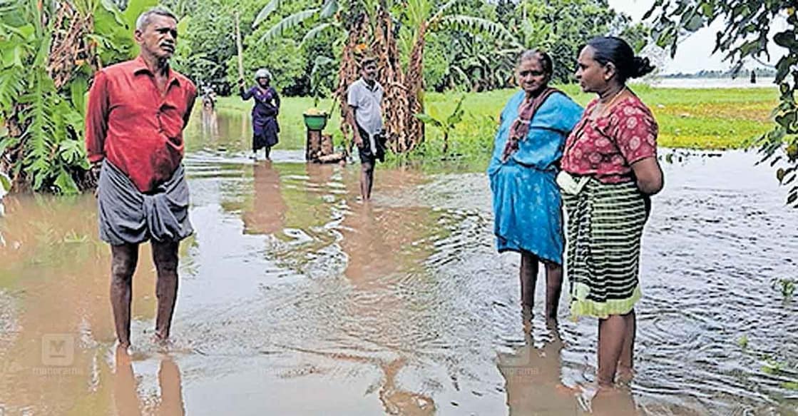 വെള്ളമിറങ്ങാതെ കിടക്കുന്ന ചെന്നിത്തല പുത്തനാറിന്റെ സമീപത്തുള്ള വാഴക്കൂട്ടം കടവ് ഭാഗം. 