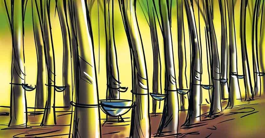 rubber-plantation rubber-plantation