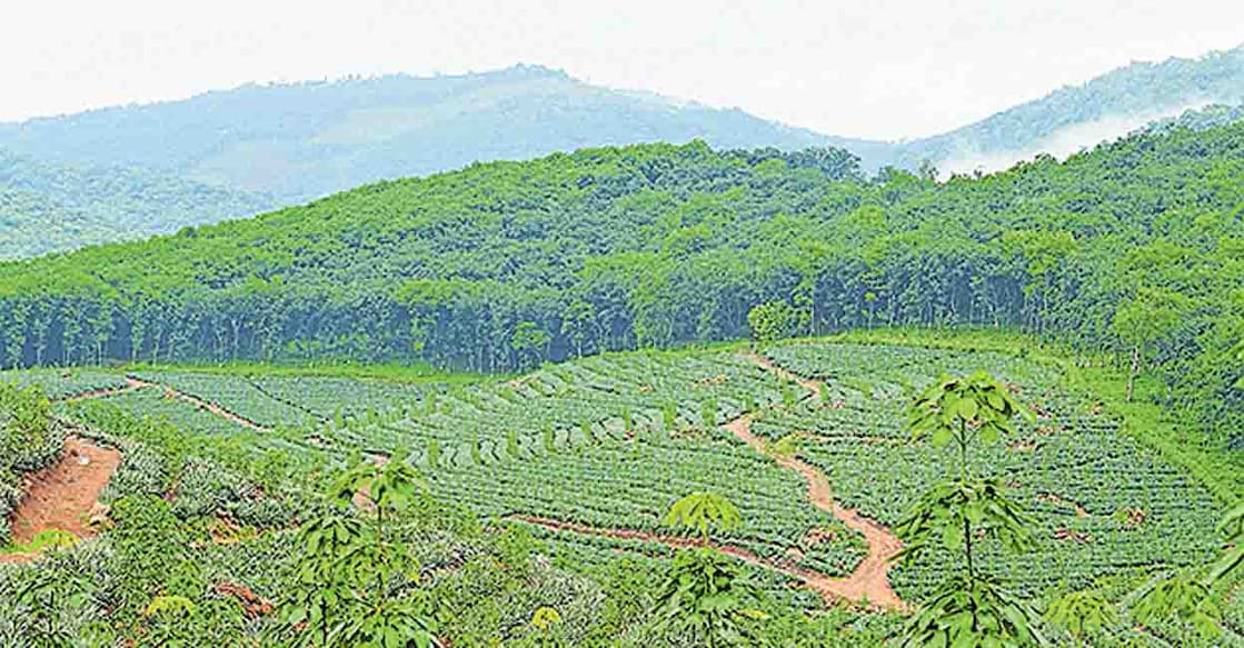 ശബരിമല വിമാനത്താവളം നിർമിക്കാനായി കണ്ടെത്തിയ ചെറുവള്ളി എസ്റ്റ്റ്റേറ്റ്. ചിത്രം: മനോരമ