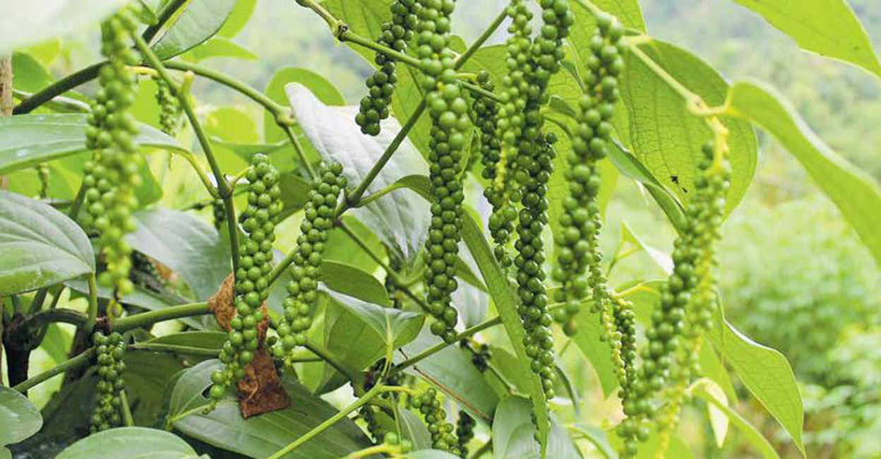 കുരുമുളക് വില 400 രൂപ കടന്നു Pepper Kerala Manorama News