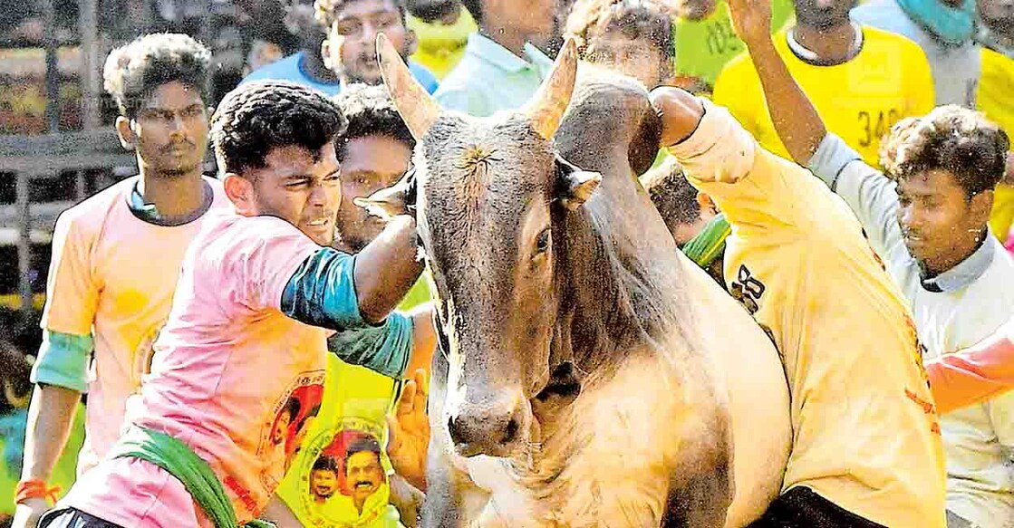 jallikattu jallikattu