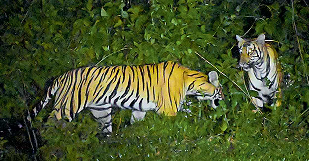 വള്ളക്കടവിൽ ജനവാസ മേഖലയിൽ കടുവയിറങ്ങി Tiger found in residential area