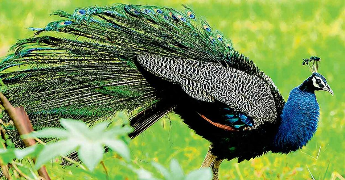 peacock