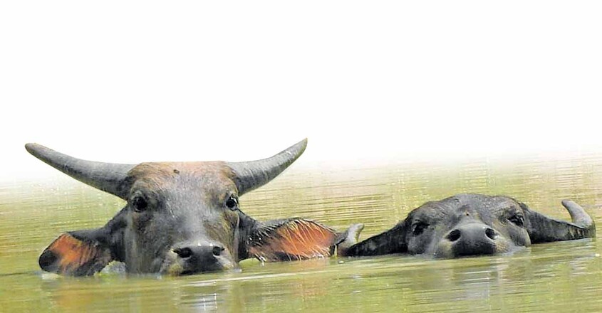 buffalo buffalo