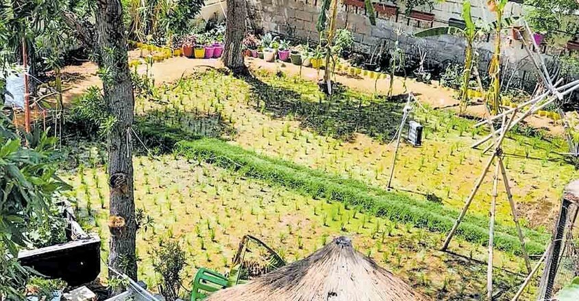 farm farm