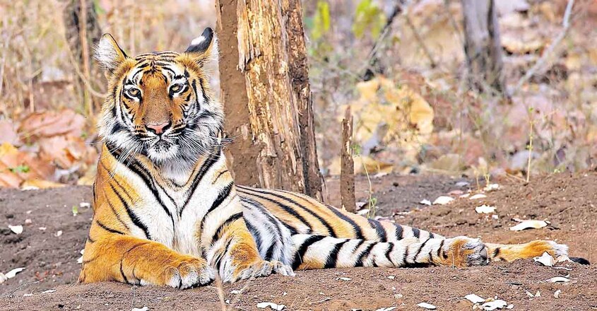 tiger tiger
