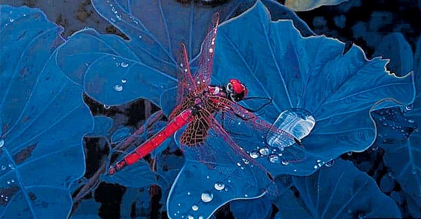 dragon-fly-kg-babu dragon-fly-kg-babu