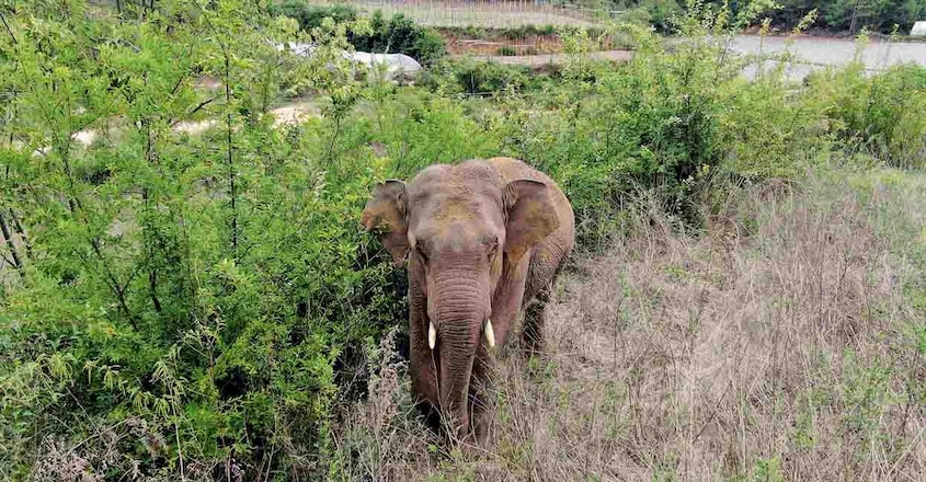 elephant1 elephant1