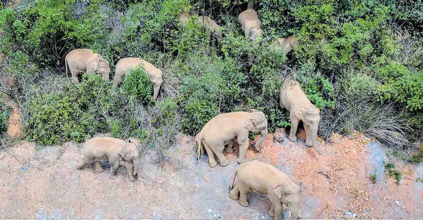elephants-china elephants-china