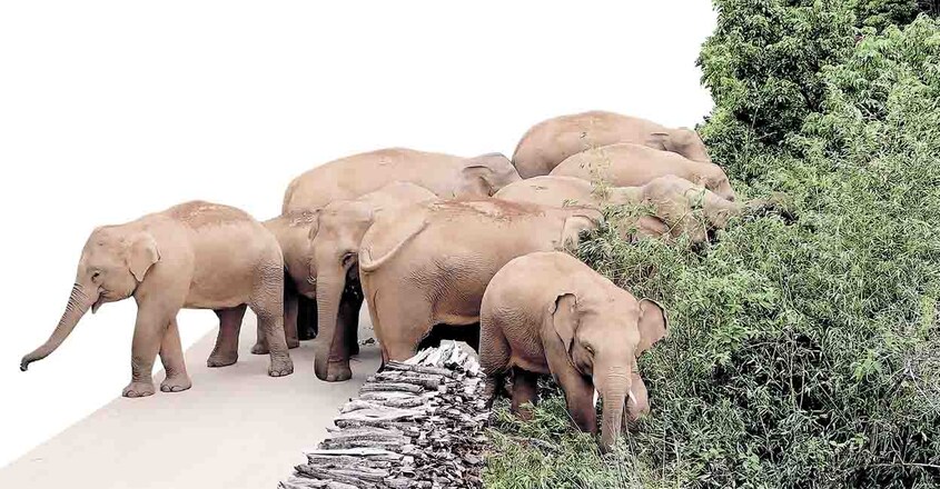 elephants elephants