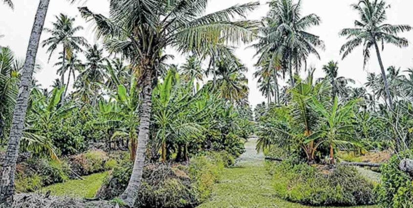 vj-kurian-farm vj-kurian-farm