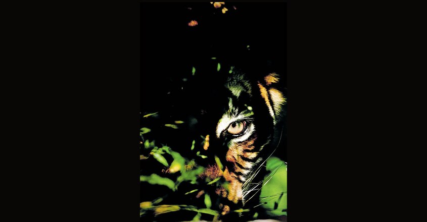 tiger tiger