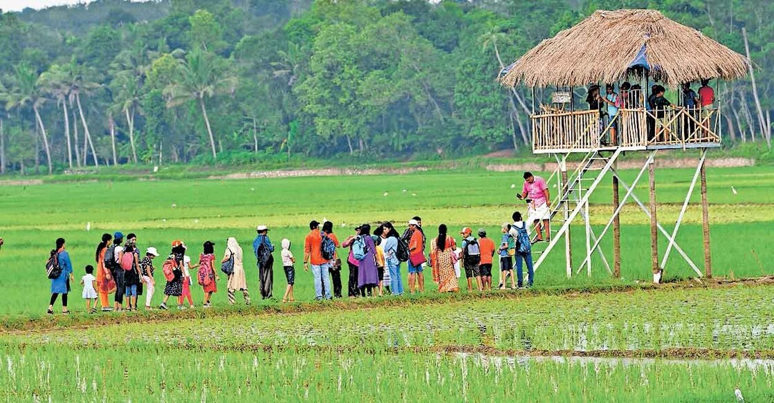 pirappamankode-field പിരപ്പമൺകോട് വയലും ഏറുമാടവും.