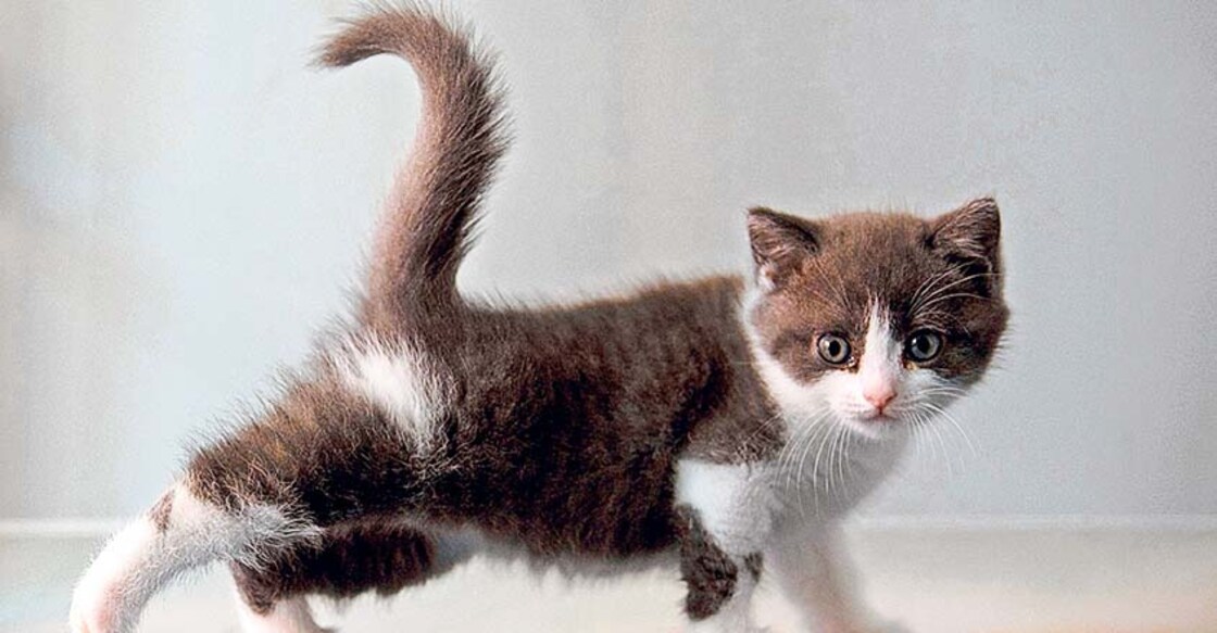 cat-clone cat-clone