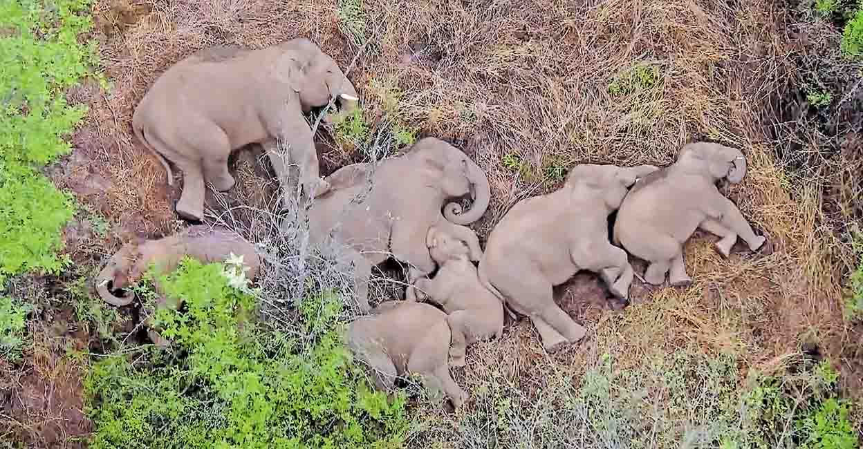 CHINA-ENVIRONMENT-ANIMAL-ELEPHANT CHINA-ENVIRONMENT-ANIMAL-ELEPHANT