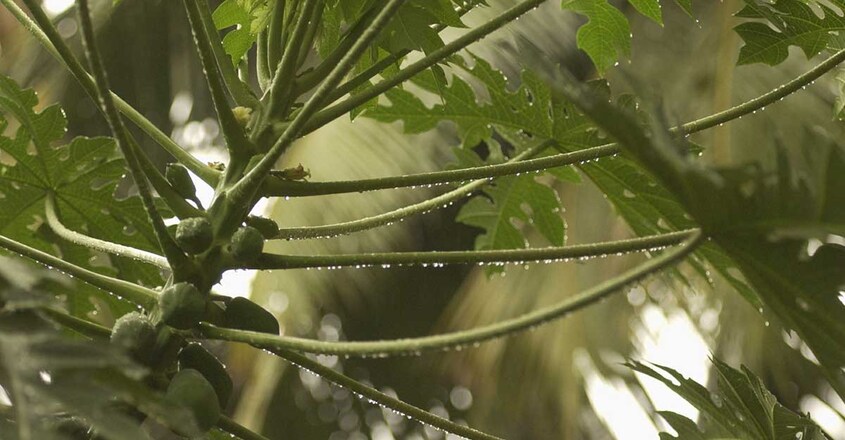 rain-drops-manorama-image rain-drops-manorama-image