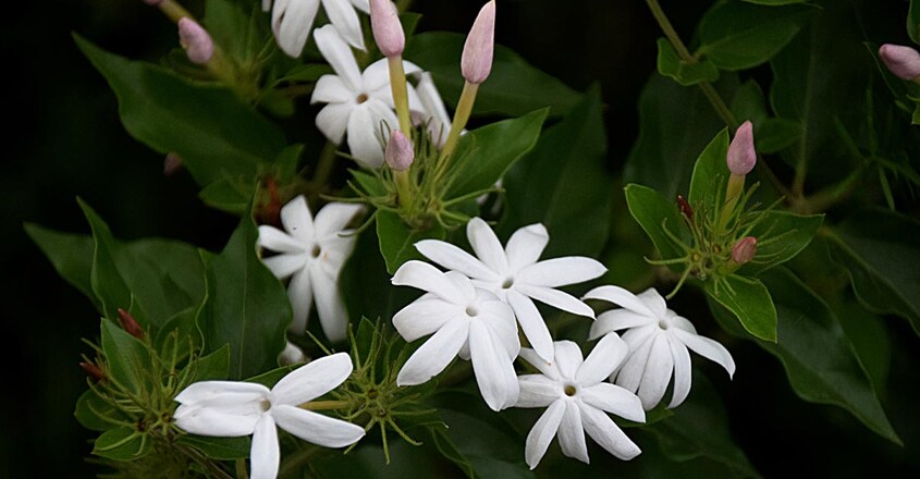 jasmine jasmine