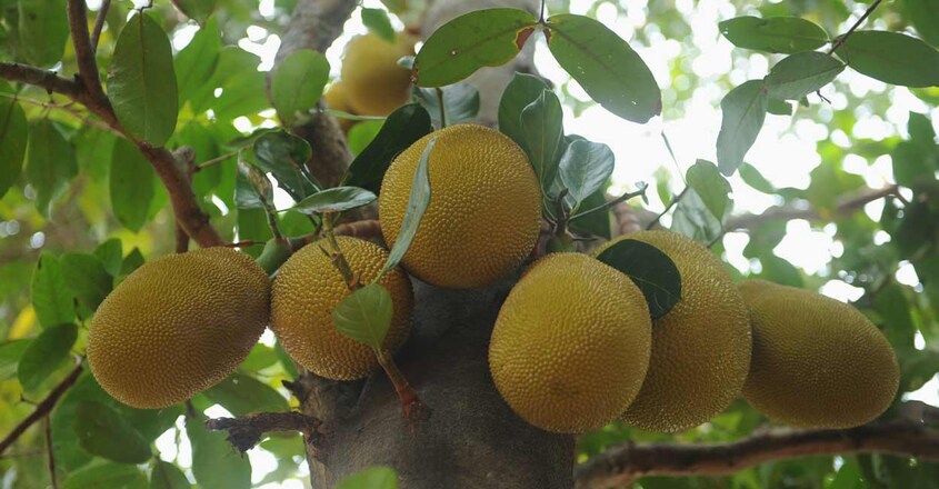 Jack Fruit Jack Fruit