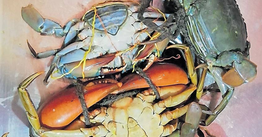crab-kochi crab-kochi