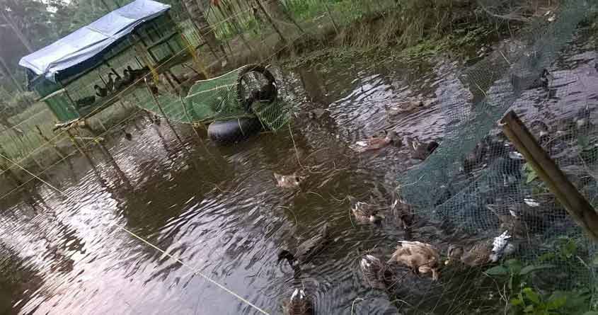 duck duck