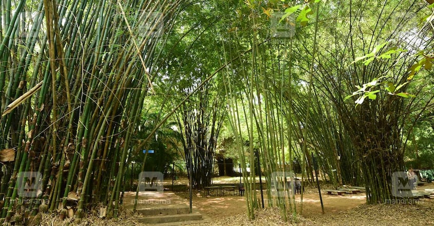 bamboo-manorama bamboo-manorama