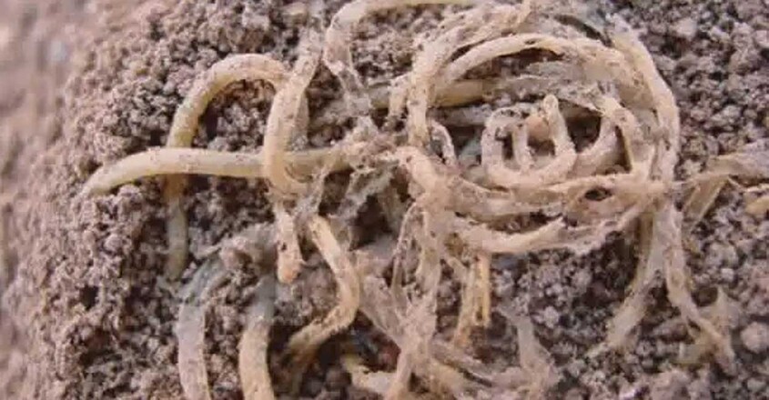 4000-year-old 4000-year-old