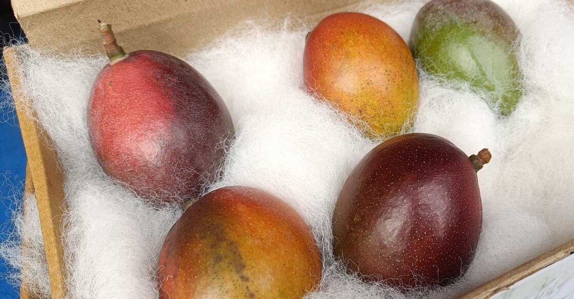 miyazaki-mango miyazaki-mango